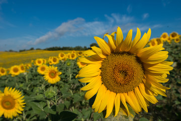 Fototapeta premium girasoli