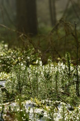 wonderful mood in the forest - reflections of the sun in the water drops everywhere, it glitters beautifully