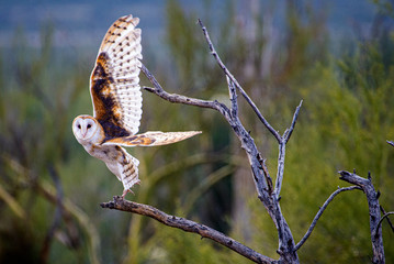 Barn Owl Flying. Silent predator bird of prey that hunts at night and eats mice and rats.