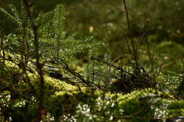 wonderful mood in the forest - reflections of the sun in the water drops everywhere, it glitters beautifully