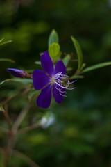 Princess Flower, purple flower close-up