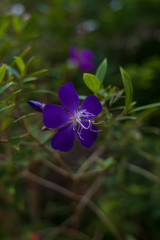Princess Flower, purple flower close-up