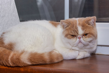  Persian exotic Shorthair, cat colour harlequin. A white and red young cat sleep on a wooden windowsill.
