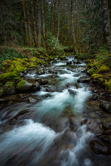 Naklejka na ściany i meble Creek flowing through the forest