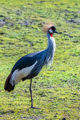 Fototapeta premium Grey Crowned Crane, Balearica regulorum, beautiful bird