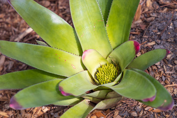 Bromeliad close-up