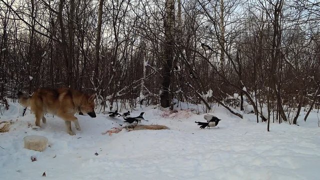the dog runs out of the forest, looks around and begins to eat the remains of the animal in the snow