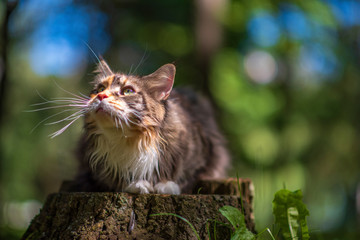 Maine coon cat portrait in the park. Photographed close-up.