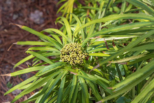 Osmoxylon lineare, plant close-up