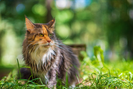 Maine coon cat portrait in the park. Photographed close-up.