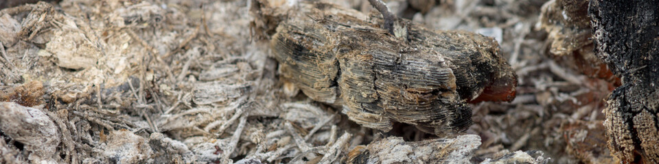 Grey ash in the fireplace after the barbecue