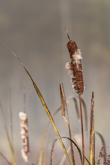 Cattails in the fog