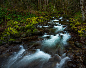 Tumble creek flowing through the forest