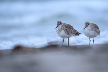 Willet in the surf