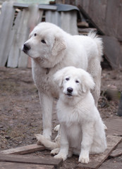 Two huge white dogs of a large breed an adult dog stands and a puppy sits next to it