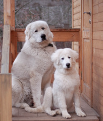 Two white dogs of a large breed an adult and a puppy with a long coat are sitting on the porch