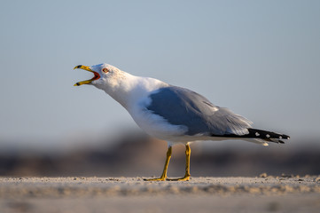 Fototapeta na wymiar Ring Billed Gull on the Coast