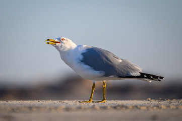 Ring Billed Gull on the Coast