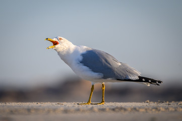 Fototapeta na wymiar Ring Billed Gull on the Coast
