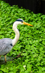 Naklejka premium Grey heron wading through duckweed