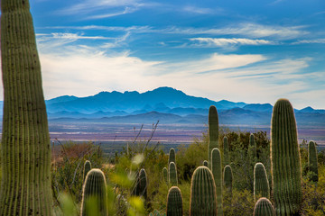 Desert Scene in southern Arizona