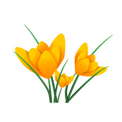 Beautiful spring flower. Yellow saffron. Isolated image. Crocus. Vector
