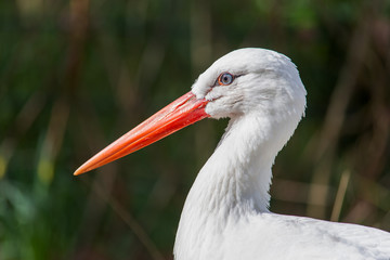 Weißstorch