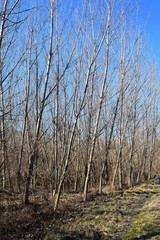 trees by the village road in the fall