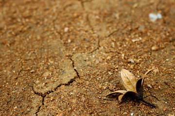 old flower on sand