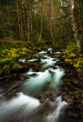 Tumble creek flowing through the forest