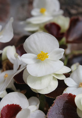 The fresh white flowers of summer bedding plant Begonia semperflorens, also known as wax begonia. In close up in a natural outdoor setting.