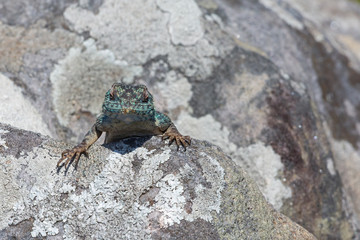 Agama atra im Umtamvuna Nature Reserve