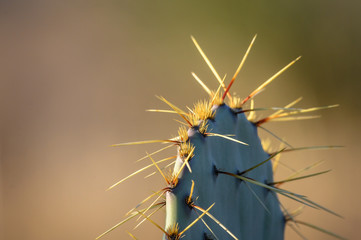 Prickly pear cactus