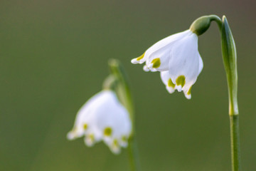 Bezaubernd blühende Frühlingsknotenblume (Leucojum vernum), auch Märzenbecher, Märzbecher,...