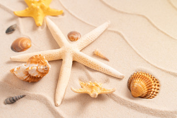 Fototapeta na wymiar Minimal exotic concept. Creative layout of sand waves. Summer beach background with shell, sea star, vacation and travel concept, Flat lay top view copy space