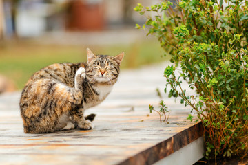 A brown tabby cat sits sadly on a wooden porch and itches from fleas. The concept of Pets and their...