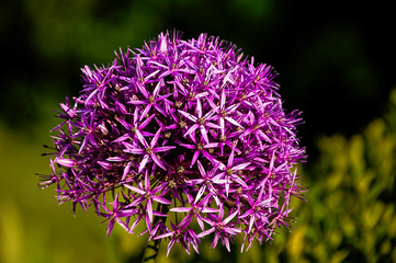 Violette Sternblüten