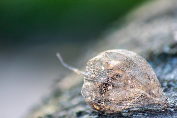 Skelettierte Physalis im Gegenlicht des Sonnenuntergangs zeigt die filigrane Struktur der Fruchthülle mit Blattadern und feinen Verästelungen in der transparenten Fruchthülle