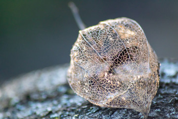 Skelettierte Physalis im Gegenlicht des Sonnenuntergangs zeigt die filigrane Struktur der Fruchthülle mit Blattadern und feinen Verästelungen in der transparenten Fruchthülle