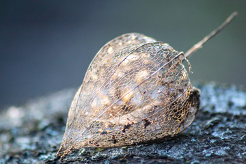 Skelettierte Physalis im Gegenlicht des Sonnenuntergangs zeigt die filigrane Struktur der...