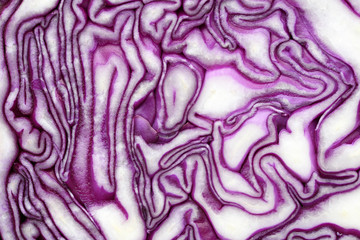 Obraz premium Macro red cabbage detail in violet-white colors, background texture.
