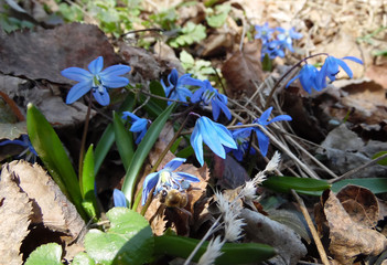 blue snowdrops sprout in the spring garden close-up
