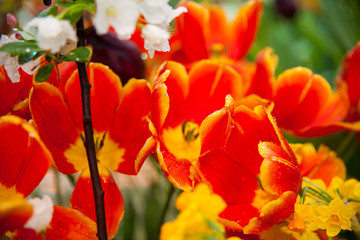 Tulip. Spring background of colorful flowers in the garden