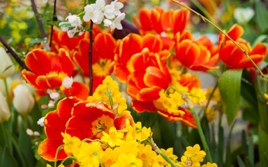 Tulip. Spring background of colorful flowers in the garden