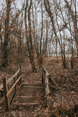 Fototapeta premium nature in winter
