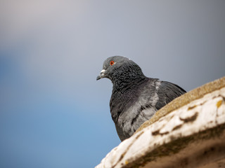 pigeon on a background
