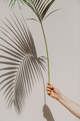 Fototapeta Palm branch in hand casts interesting shadow on wall obraz