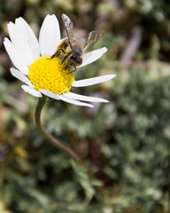 daisies and bees together in spring