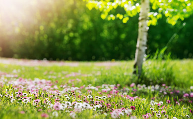 Meadow with lots of white and pink spring daisy flowers in sunny day