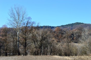the autumn landscape of the hill